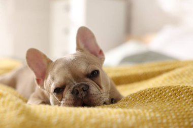 Sevimli Fransız bulldog köpeği yatakta uzanıyor, yakın plan.