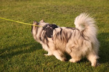 Sevimli Alaska 'lı malamute köpek tasmalı yeşil çimlerin üzerinde yürüyor.