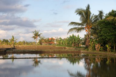 Güneşli bir günde çeltik tarlası manzarası