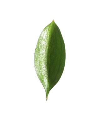 One fresh green Ruscus leaf isolated on white