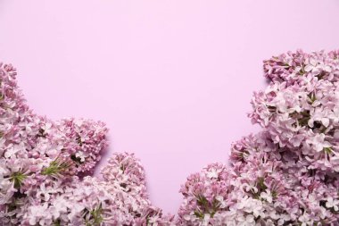 Pembe arka planda güzel leylak çiçekleri, düz yatış. Metin için boşluk