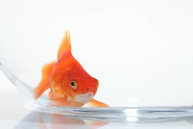 Akvaryumda yüzen altın balıklar, beyaz zemin üzerinde temiz su, yakın çekim