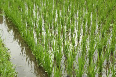 Çeltik tarlasında olgunlaşan pirinç bitkileri, yakın plan