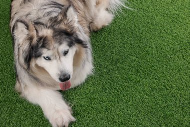 Yapay çimlerin üzerinde güzel Alaska malamute köpeği. Metin için boşluk