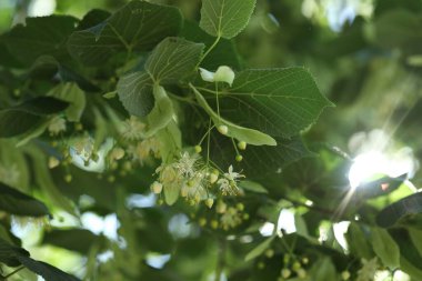 Yaprakları ve çiçekleri olan ıhlamur ağacı dalı, yakın plan.