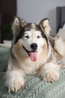 Evdeki yatakta sevimli Alaska köpeği var.