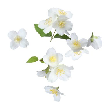 Güzel yasemin çiçekleri ve yeşil yapraklar beyaz arka plana düşüyor