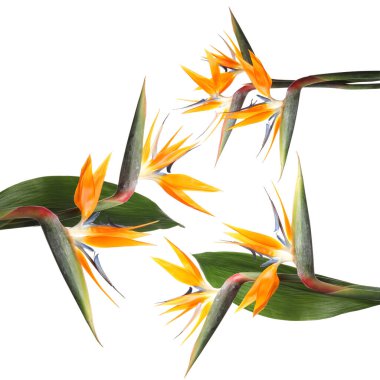 Beyaz arka planda tropikal çiçekler, kolaj