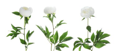 Beyaz arka planda güzel şakayık çiçekleri, set