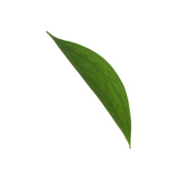 One fresh green Ruscus leaf isolated on white