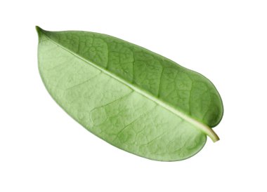 Bir yeşil yasemin yaprağı beyaza izole edilmiş.