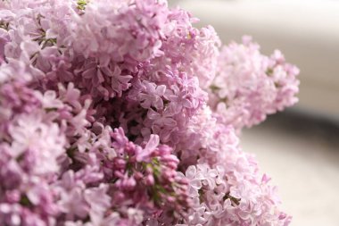 Arka plan bulanık, closeup güzel Eflatun çiçekler