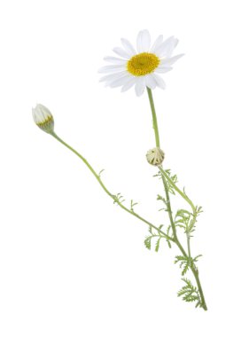 Güzel bir papatya çiçeği beyazda izole edilmiş