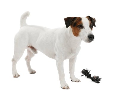 Beyaz arka planda oyuncakla oynayan sevimli bir köpek. Sevimli hayvan