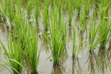 Çeltik tarlasında olgunlaşan pirinç bitkileri, yakın plan