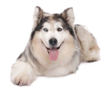 Beyaz arka planda güzel Alaska malamute köpeği