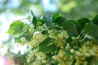 Yaprakları ve çiçekleri olan ıhlamur ağacı dalı, yakın plan.