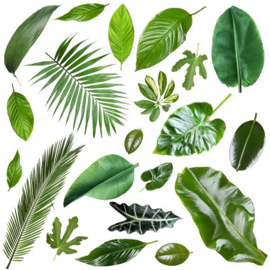 Birçok farklı tropikal yaprak beyaz üzerine izole, set