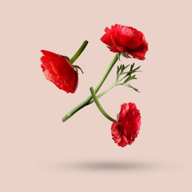 Bej arkaplana düşen kırmızı ranunculus çiçekleri