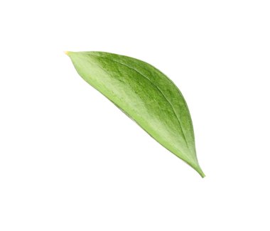 One fresh green Ruscus leaf isolated on white