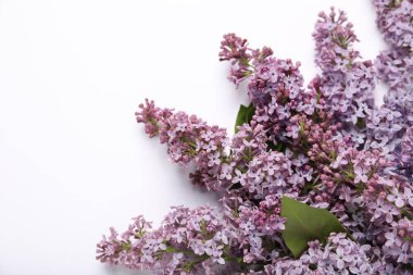 Beyaz arka planda güzel leylak çiçekleri, düz uzanmış. Metin için boşluk