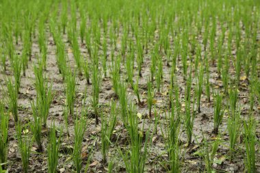 Çeltik tarlasında olgunlaşan pirinç bitkileri, yakın plan