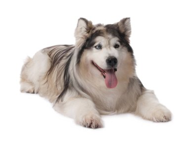 Beyaz arka planda güzel Alaska malamute köpeği