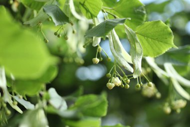 Yaprakları ve çiçekleri olan ıhlamur ağacı dalı, yakın plan.