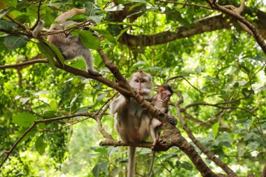 Ormandaki ağaç dalında şirin maymunlar