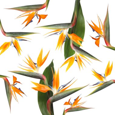 Beyaz arka planda tropikal çiçekler, kolaj