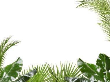 Beyaz arka planda farklı bitkilerin yeşil tropikal yaprakları