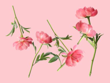 Pembe arka planda havada güzel şakayıklar