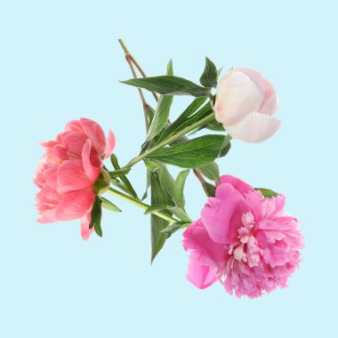 Açık mavi arka planda havada güzel şakayıklar