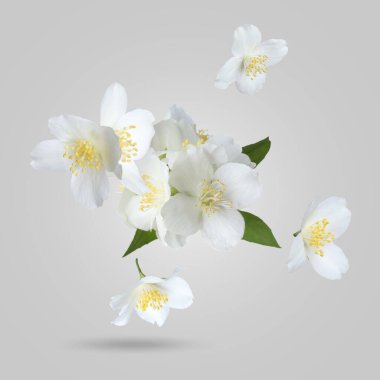 Güzel yasemin çiçekleri ve yeşil yapraklar Gri gradyan arkaplana düşüyor