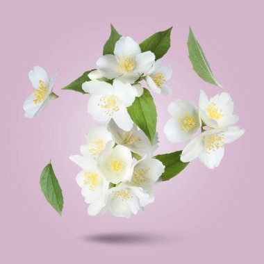 Güzel yasemin çiçekleri ve yeşil yapraklar menekşe eğimli arkaplana düşüyor