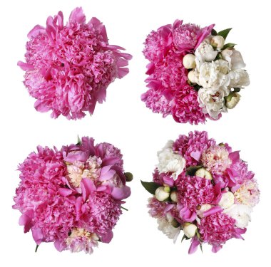 Beyaz arka planda güzel şakayık çiçekleri, kolaj. Üst görünüm