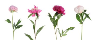 Beyaz arka planda güzel şakayık çiçekleri, set