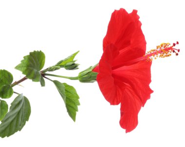 Beyaz üzerinde yeşil yaprakları olan güzel kırmızı amber çiçeği.