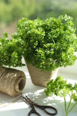 Maydanoz saksısı, iplik ve makas pencere pervazında, yakın plan