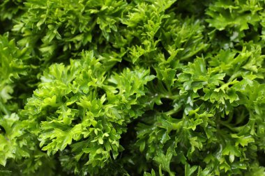 Arka plan olarak taze kıvırcık maydanoz, yakın plan görünümü