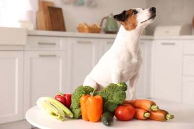Mutfaktaki tatlı köpek ve taze sebzeler. Evcil hayvan maması.