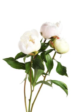 Beyaz yapraklı güzel şakayık çiçekleri