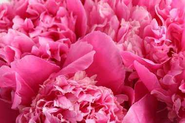 Arka plan olarak güzel şakayık demeti, yakın plan.