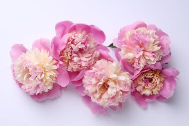 Beyaz arka planda güzel şakayıklar, düz yatış