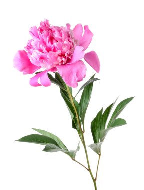 Güzel, pembe bir şakayık beyaz üzerine izole edilmiş.