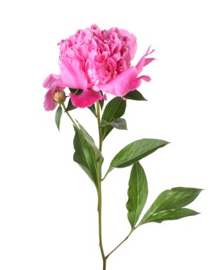 Güzel, pembe bir şakayık beyaz üzerine izole edilmiş.