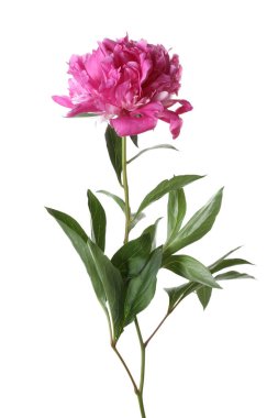 Güzel, pembe bir şakayık beyaz üzerine izole edilmiş.