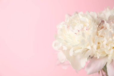 Pembe arka planda vazodaki güzel şakayıklar, yakın plan. Metin için boşluk