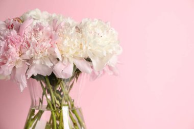 Pembe arka planda vazodaki güzel şakayıklar, yakın plan. Metin için boşluk