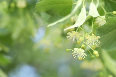 Yaprakları ve çiçekleri olan ıhlamur ağacı dalları, yakın plan. Metin için boşluk